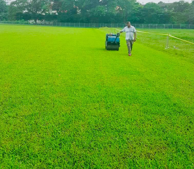 RUMPUT COW GRASS PADANG BOLA
