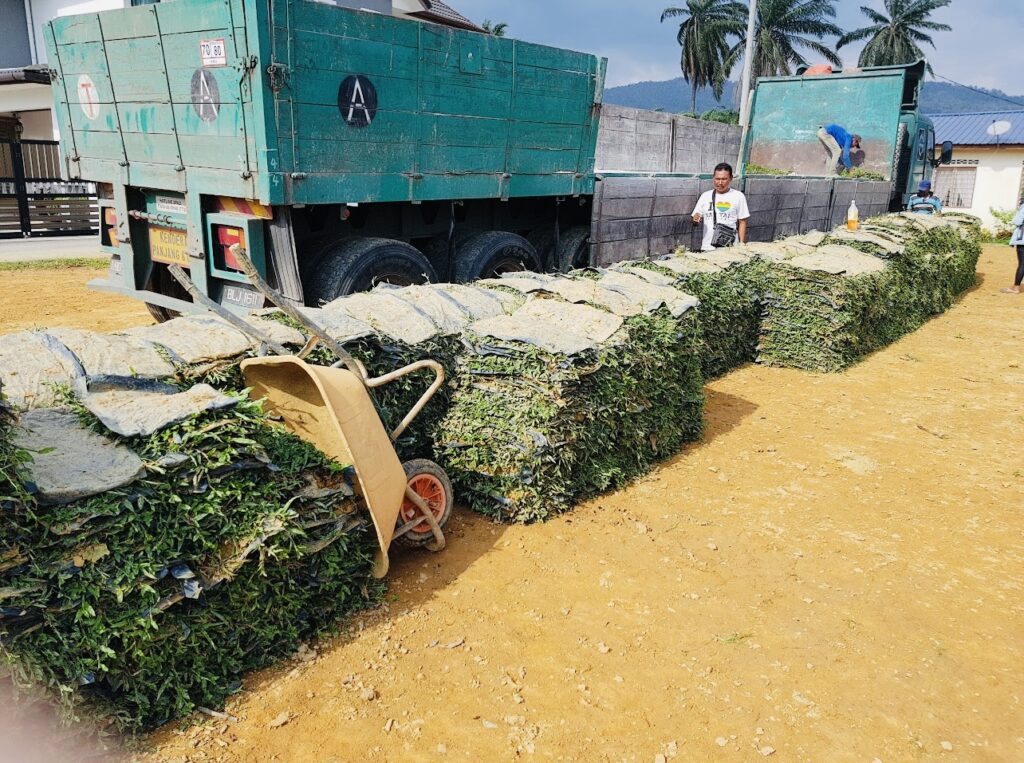 Supplier cow grass murah kuantan