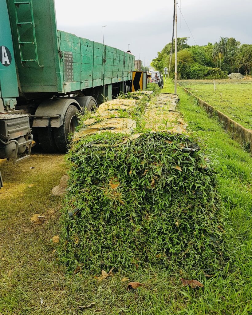 Penghantaran Rumput kuantan-pembekal Rumput