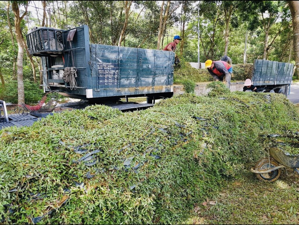 Pembekal rumput kuantan