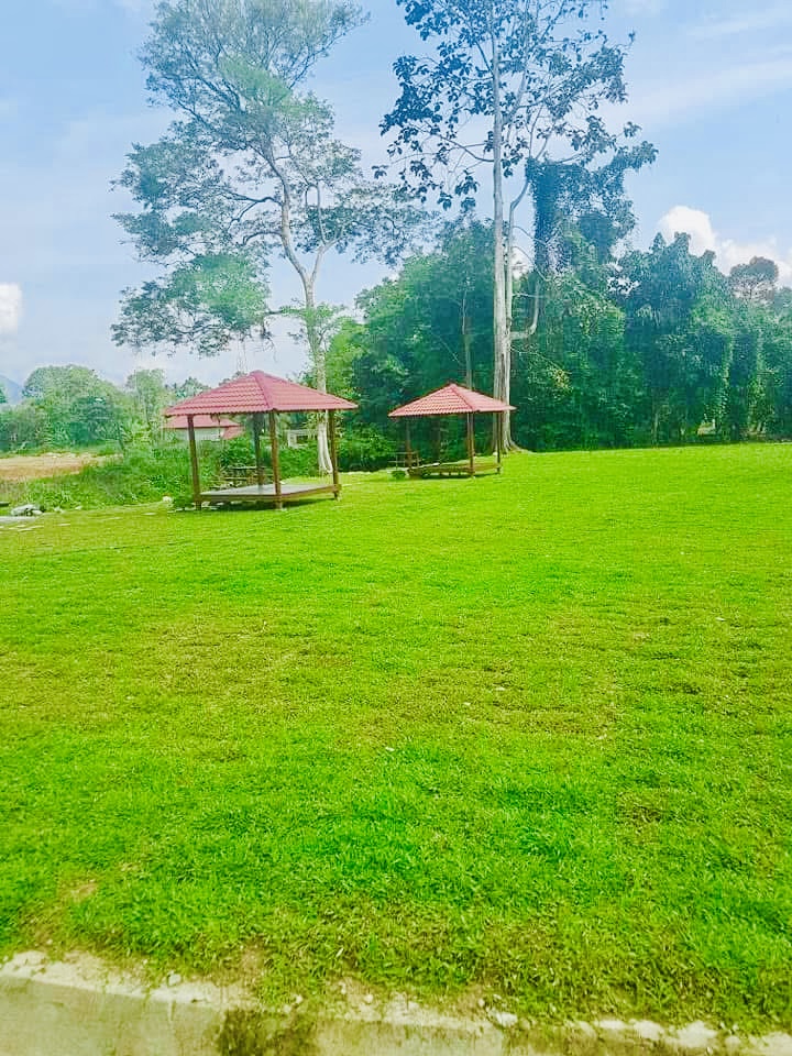Lanskap dan Tanam cow grass di Janda baik