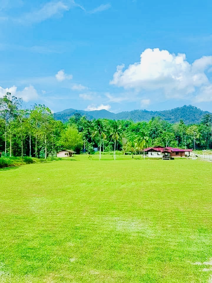 Cow grass tahfiz Janda baik