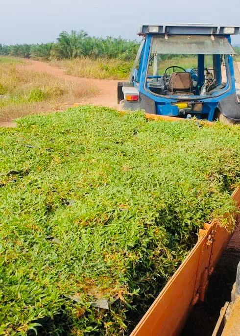 Rumput Cow Grass ke Pulau Manis, Pekan, Pahang