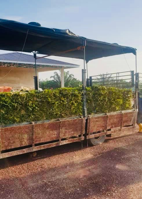 penghantaran cow grass ke pulau manis