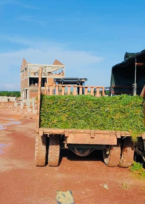 Rumput Cow Grass ke Pulau Manis, Pekan, Pahang