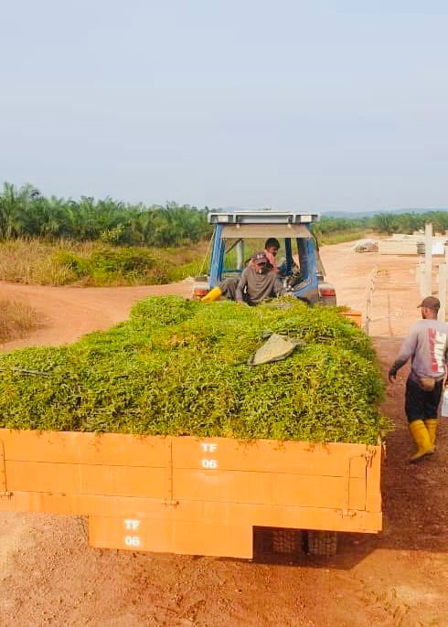 Penghantaran Rumput Cow Grass ke Pekan Pahang