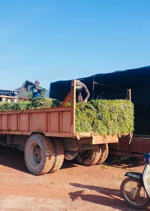 cow grass pembekal rumput malaysia