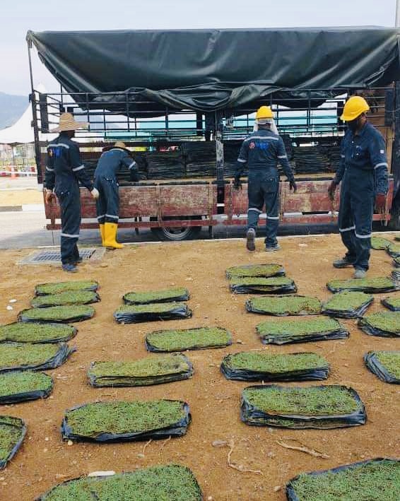 RUMPUT KARPET | Penghantaran ke PETRONAS Gurun, Kedah