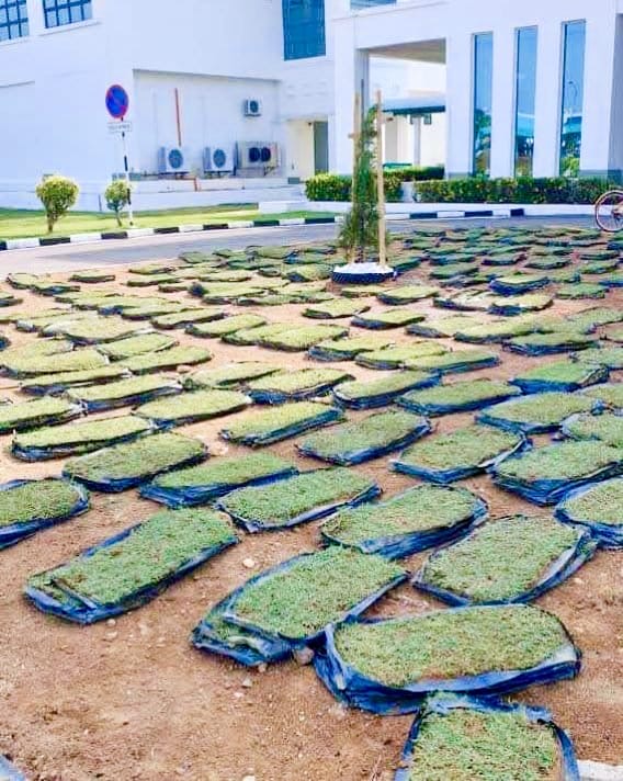 Rumput karpet philippine Petronas Gurun Kedah
