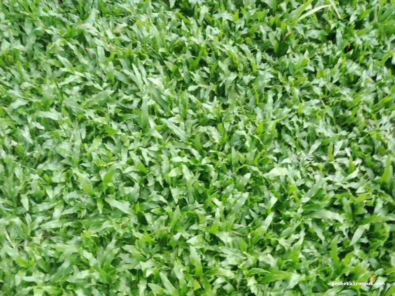 Cow Grass – Rumput Tahan Lasak untuk Halaman Luas atau padang