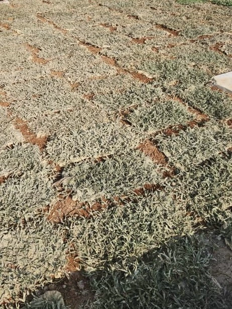 punca Rumput kuning dan mati
