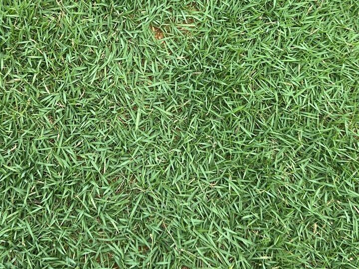 Philippine Grass – Rumput Ringan dan Mudah Dijaga