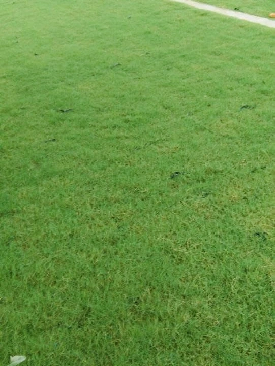 rumput untuk padang bola sepak di Malaysia