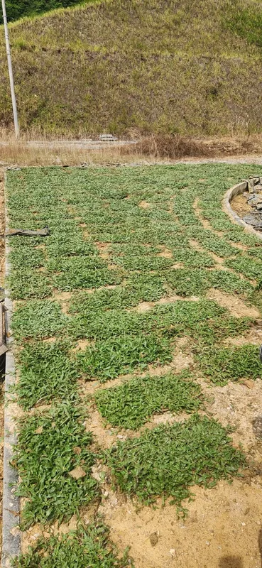 Penghantaran cow grass ke Bukit Beruntung