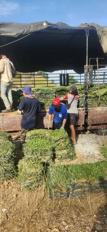 Penghantaran cow grass ke Bukit Beruntung