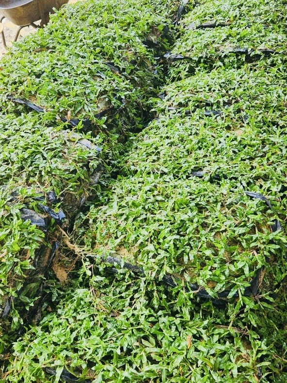Cow Grass
