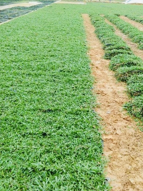 cow grass malaysia