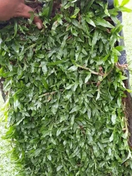 cow grass murah Malaysia