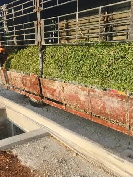 cow grass murah Malaysia