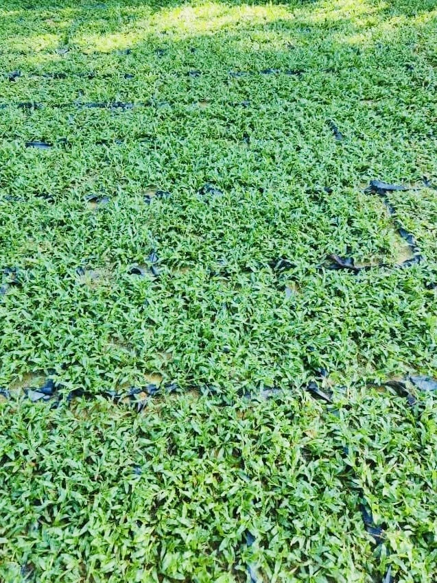 rumput tahan cuaca panas