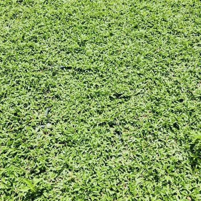 supplier rumput