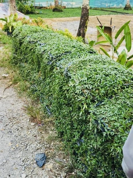 Rumput di susun menunggu untuk load