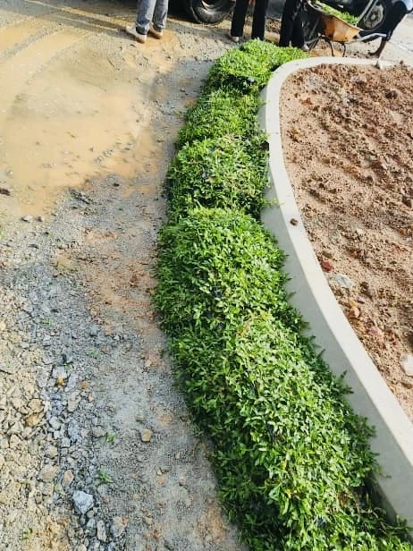 Rumput sungai petani