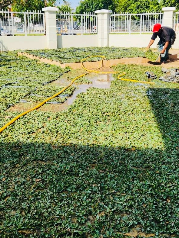 proses memasang Rumput pearl Grass