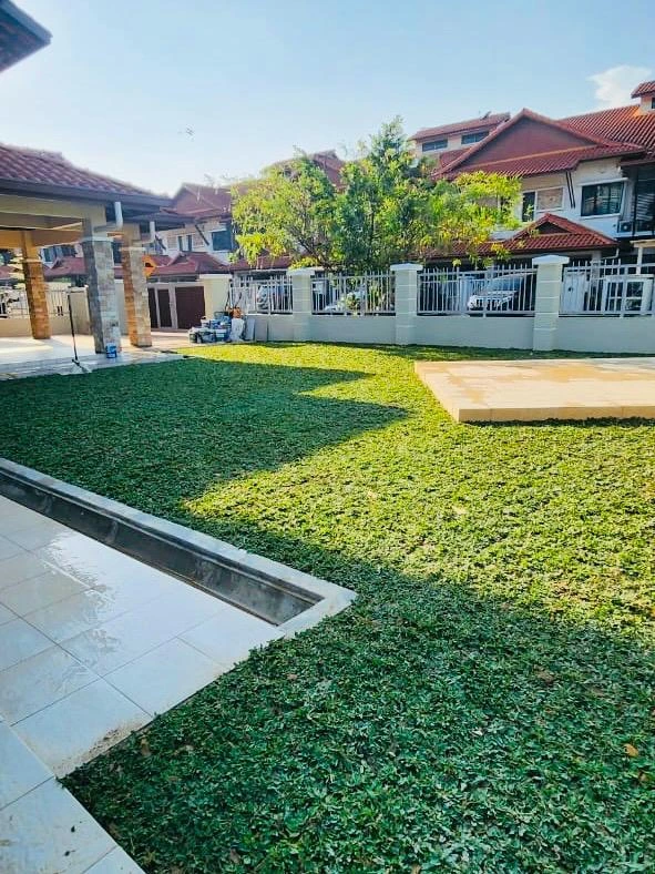 rumput mutiara atau pearl grass
