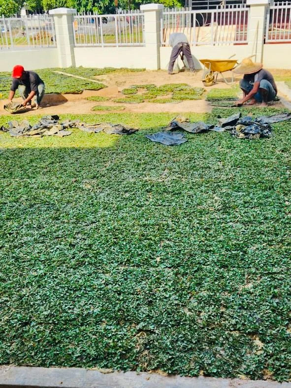 Rumput Murah