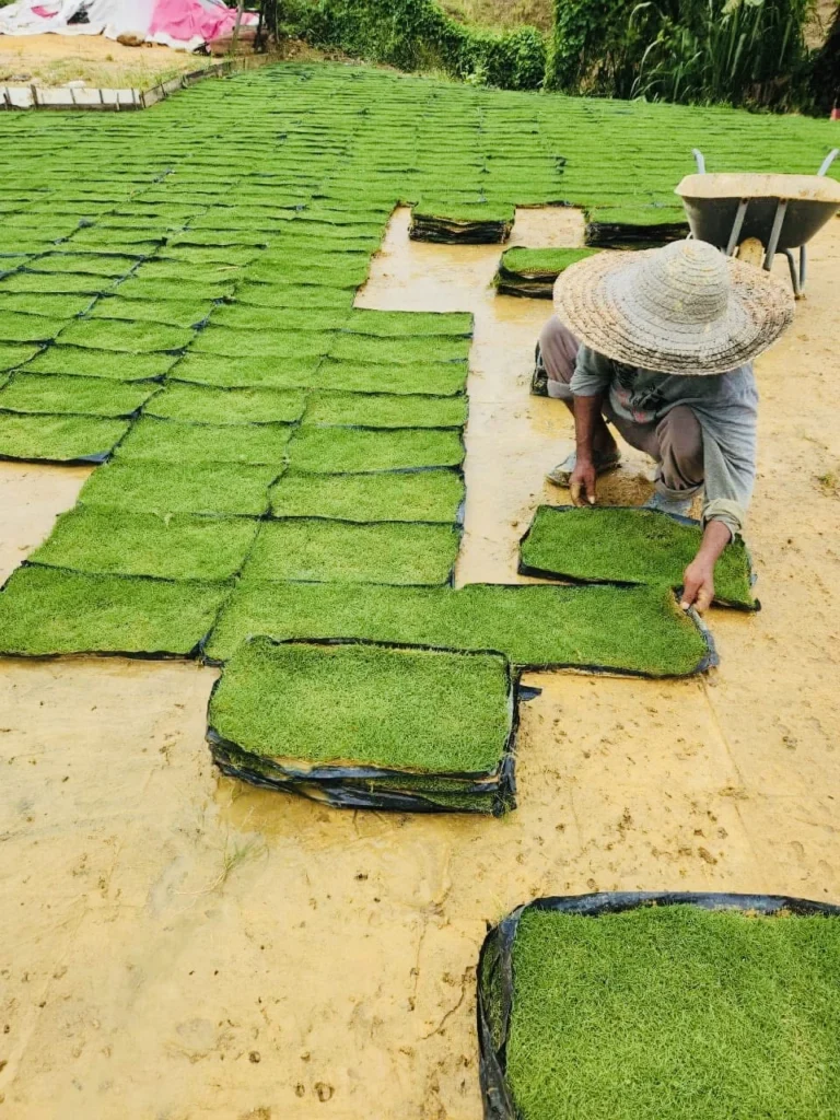pembekal rumput malaysia-pemasangan dan jualan rumput