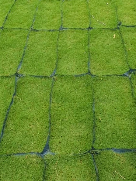4 jenis rumput karpet