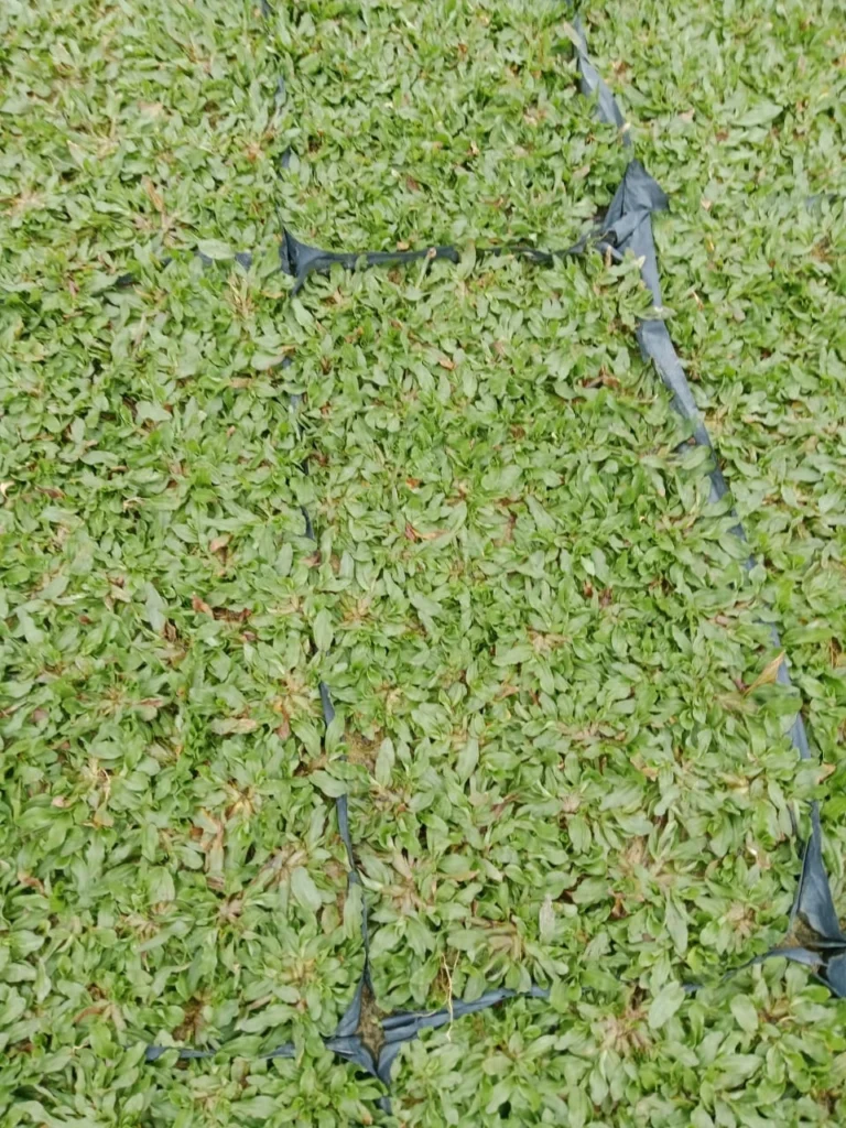 Rumput mutiara