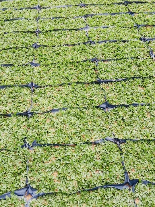 Panduan Lengkap Memilih & Membeli Rumput Berkualiti Tahun 2025