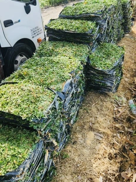 Pembekal rumput utama di malaysia,penghantaran ke seluruh semenanjung dari sungai buloh Pembekal Rumput malaysia-cow grass,pearl grass & pemasangan profesional