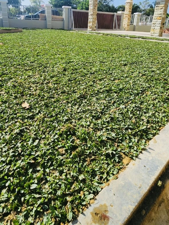 Cara membaja rumput
