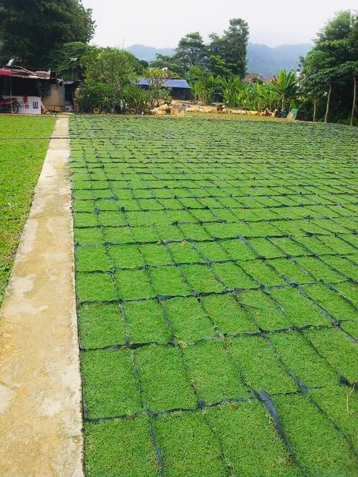 pembekal rumput