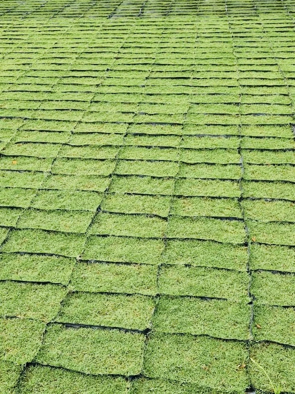Panduan Lengkap Memilih & Membeli Rumput Berkualiti Tahun 2025