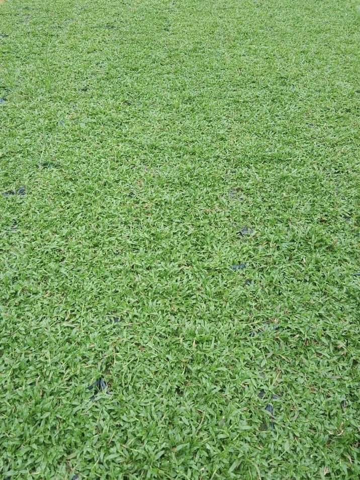 Pembekal Rumput Malaysia-cowgrass murah Pembekal Rumput malaysia-cow grass,pearl grass & pemasangan profesional