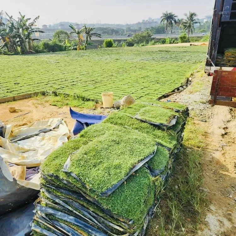 philippine grass