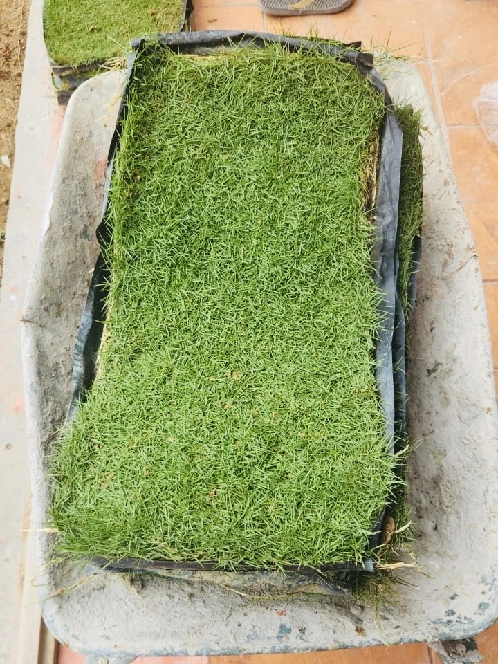 rumput karpet japanese grass