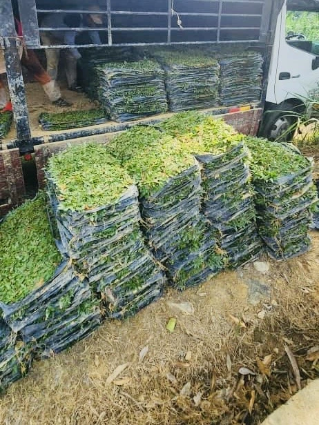 supplier rumput murah