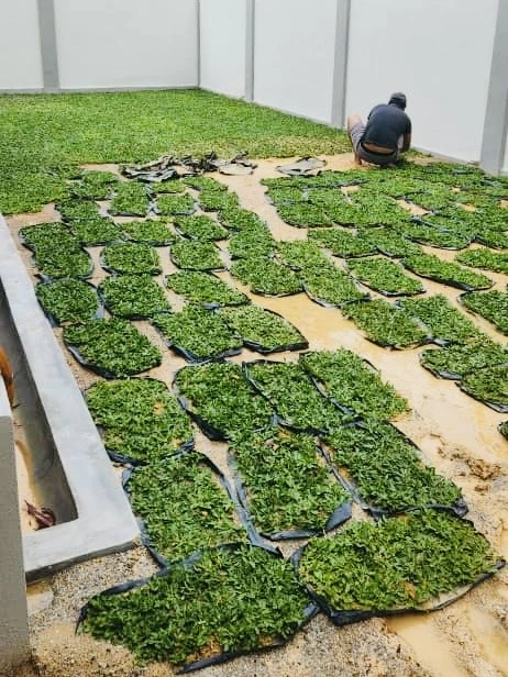 harga pasang rumput