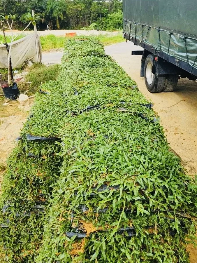 Supplier Rumput