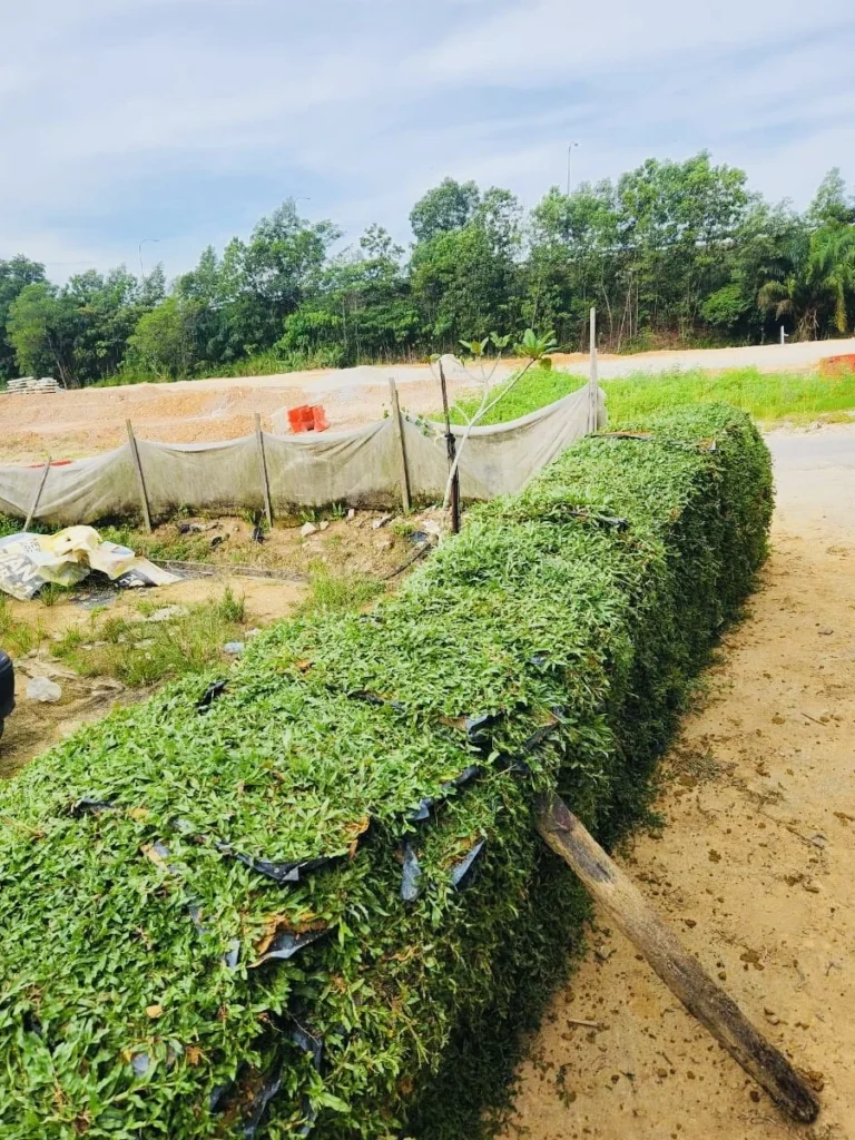 Penghantaran 7000 Keping Cow Grass