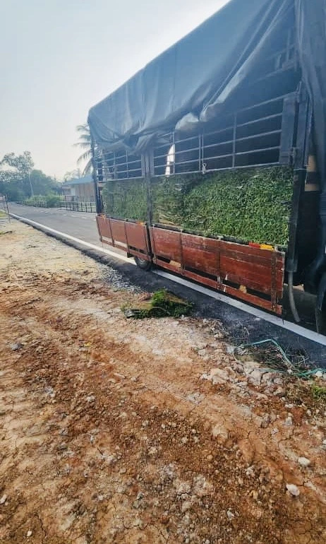 penghantaran rumput ke palong 6