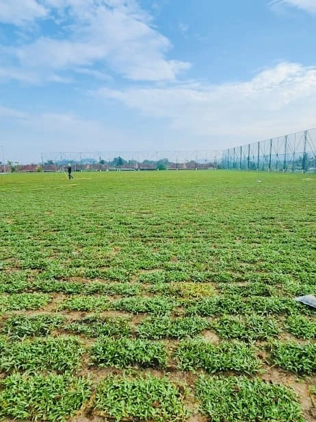 penghantaran rumput sungai petani