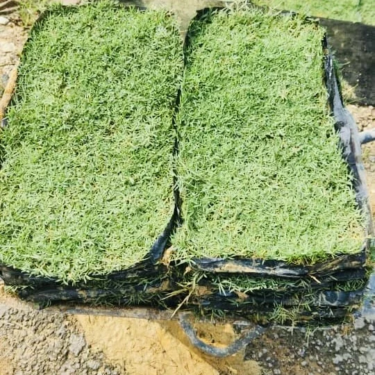 philippine grass