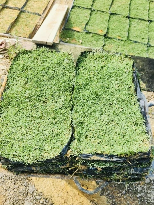Philipine Grass
