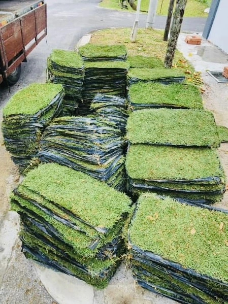 Pembekal rumput Malaysia
